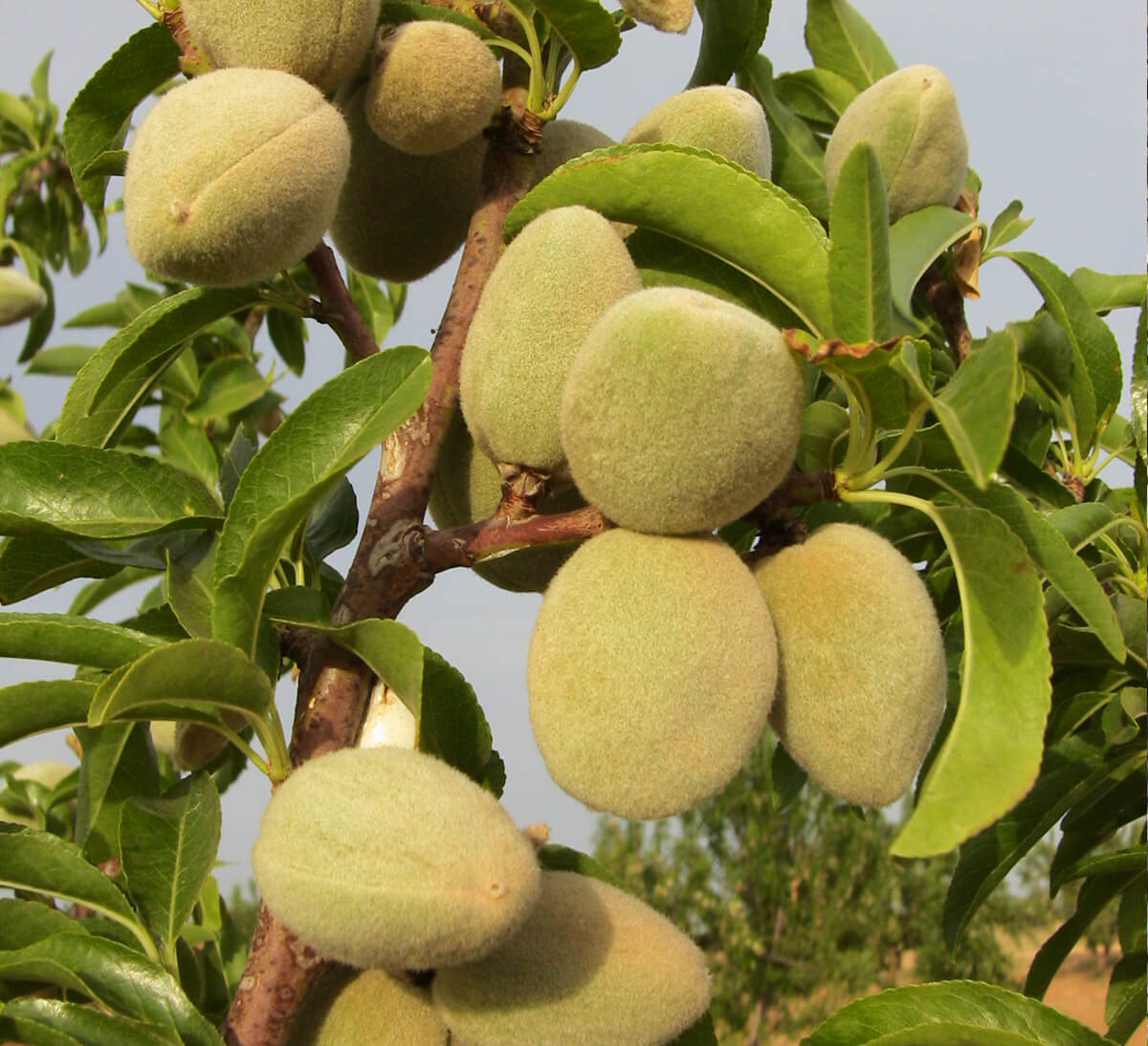 Livraison GRATUITE sur toute la Tunisie  OPA Mélange de fruit sec - Salé -  1 KG ( Amande Achek - Pistache - Noix de Cajou - Noisette ) ➡️Noix de cajou