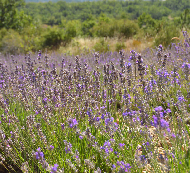 Eau Florale De Lavande Fine Bio Fran Aise Issue Du Commerce Quitable