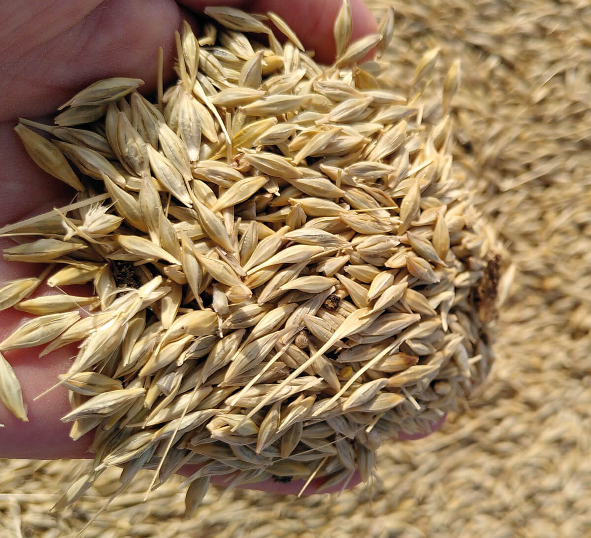 Boulgour blé complet 400g, Quinoa, boulghour, céréales