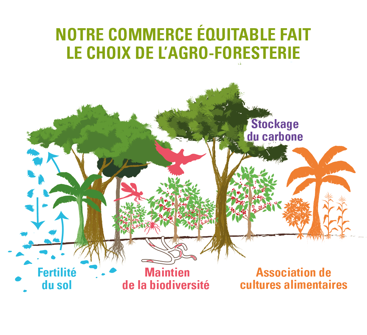 schéma parcelle de café en agroforesterie