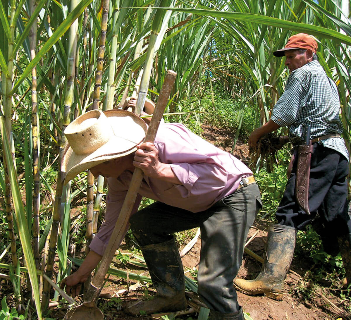 Sucre complet de canne Madagascar bio ETHIQUABLE : le sachet de 750g à Prix  Carrefour