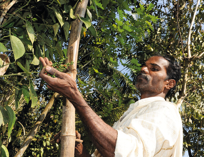 Poivre noir grains du Kerala - Achat en ligne, utilisations - Epiciane